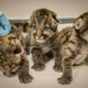 Illustration for article titled So Many Kittens at the Oregon Zoo!